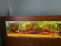 Sprzedam akwarium 600l