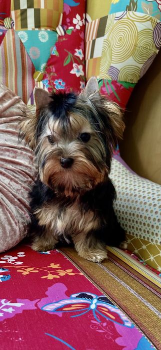 York Black and tan - Biewer - cudna i radosna malutka suczka