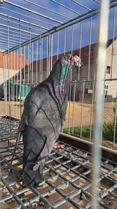 Dragon, dragony, wysyłam, gołębie ozdobne