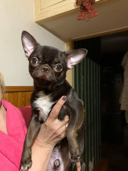 Чихуахуа вязка кобель