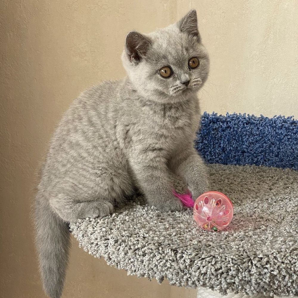 Лілові кошенята