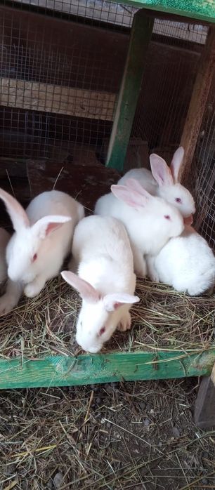 Кролі кролики термонці