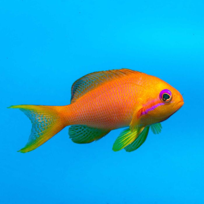 Pseudanthias Squamipinnis M