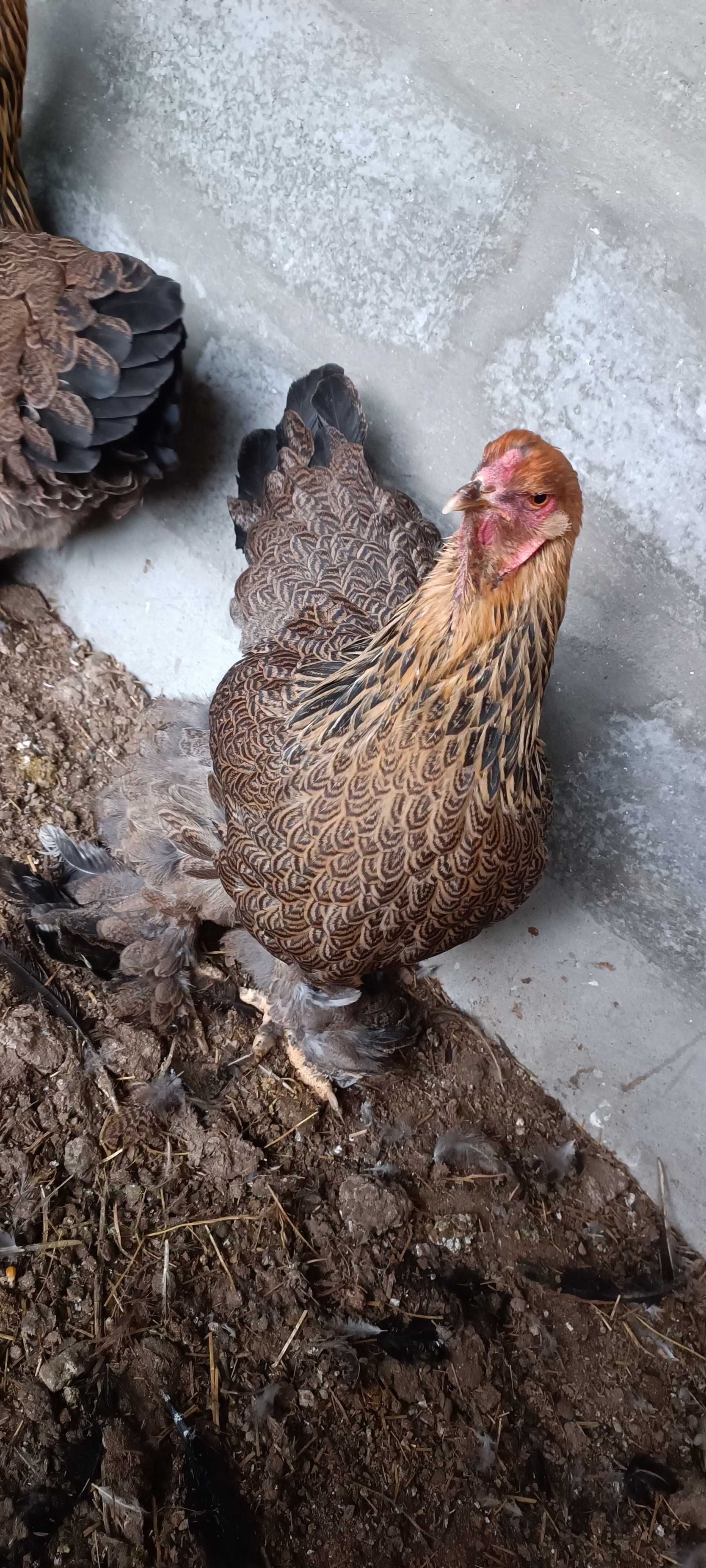 Ovos de Brahma perdiz gold