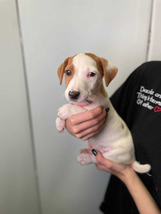 Ласкаві цуценята Джек рассел