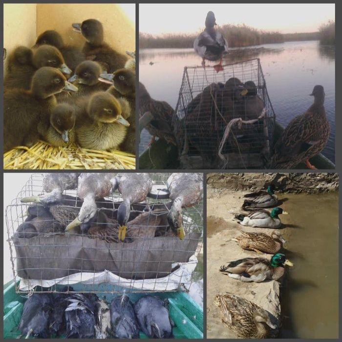 Підсадна качка крижень кряква Семенівська (живі качки, не манки)