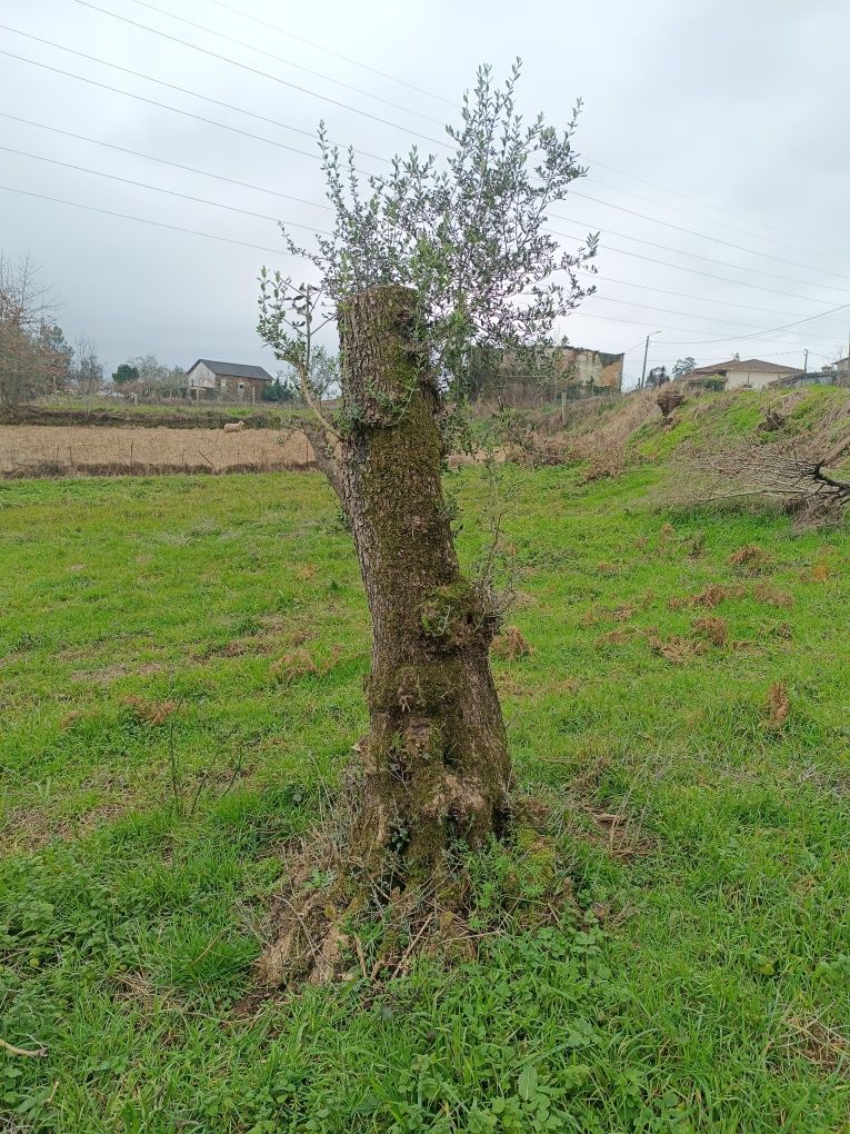 Oliveiras Centenárias para jardim