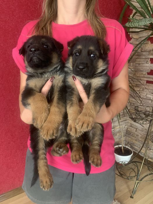 Продам щенят Німецької вівчарки