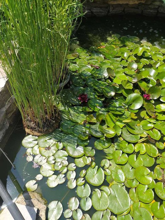 Водяная лилия, кувшинка, нимфея