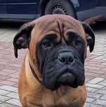 Bullmastiff suczka (FCI)