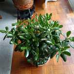 Vendo Planta Jade