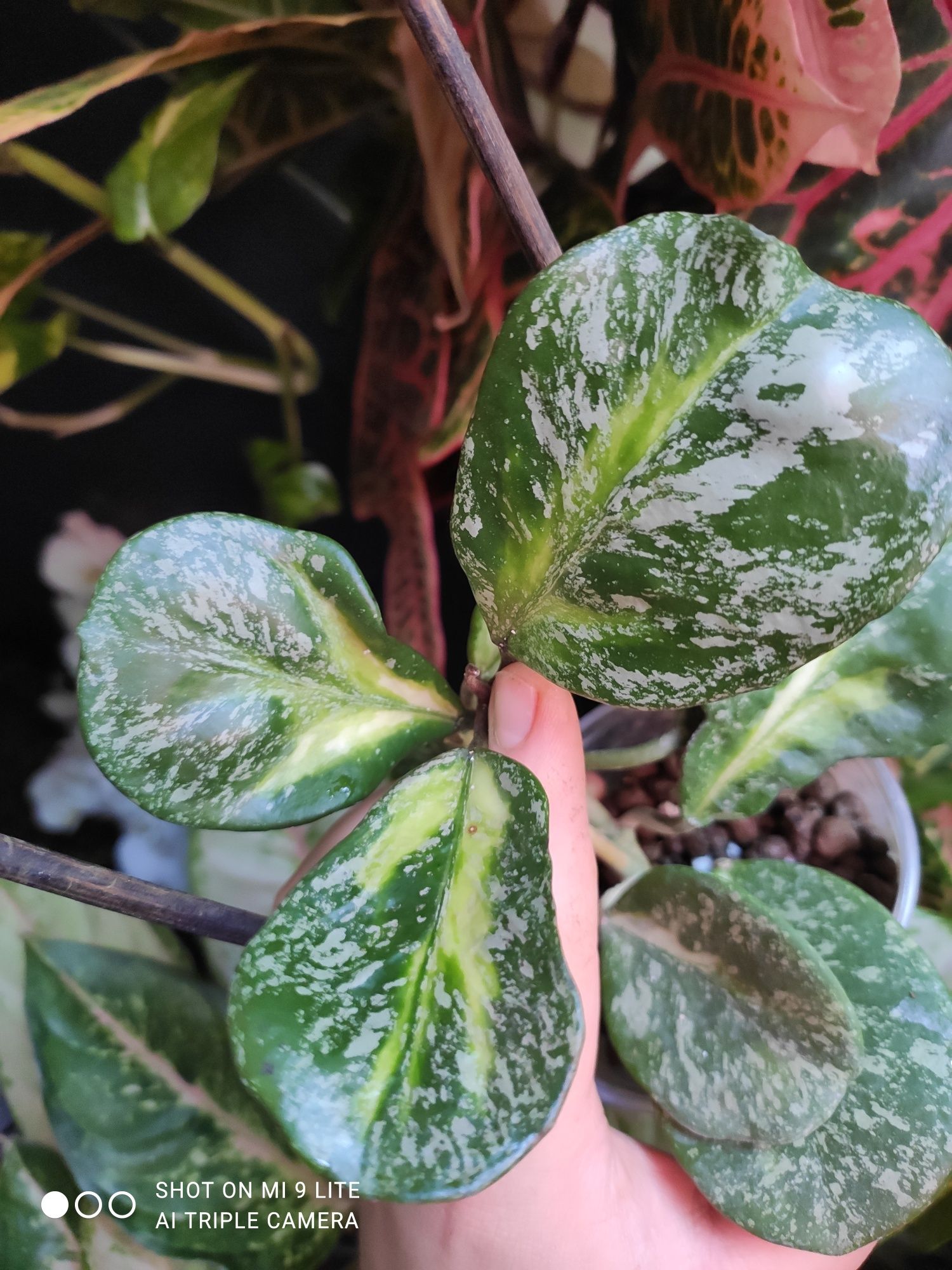 Hoya obovata variegata silver splash