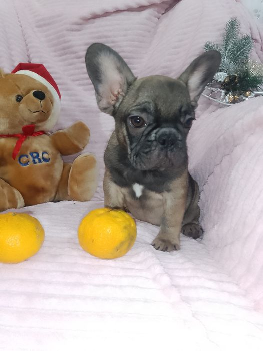 Щенки французики