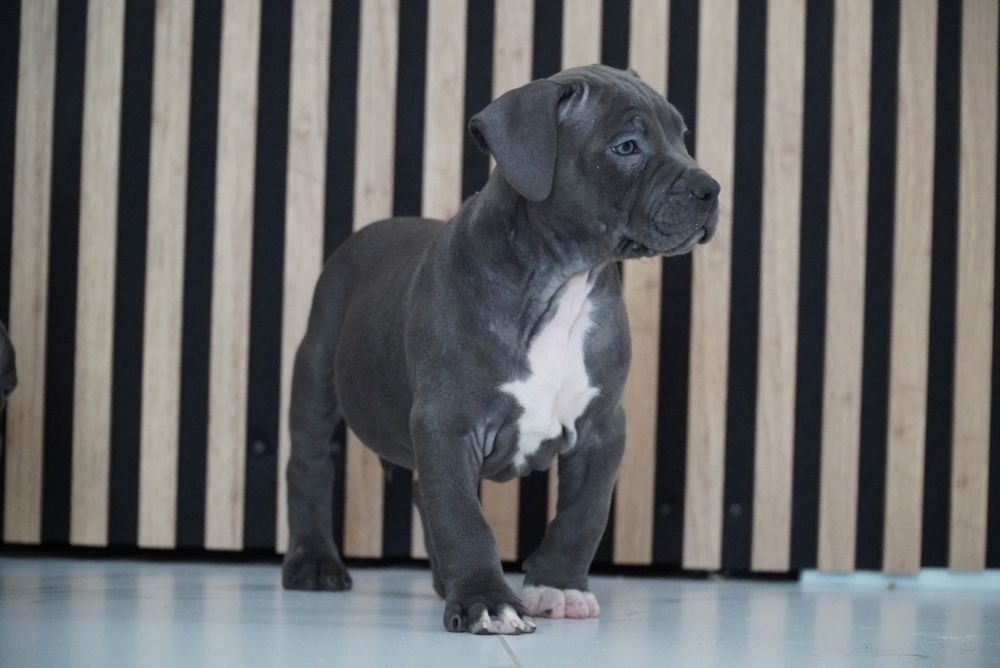 American Staffordshire Terrier blue