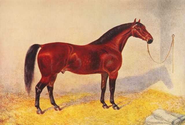 Konie - Rasy  reprint XIX w. grafik