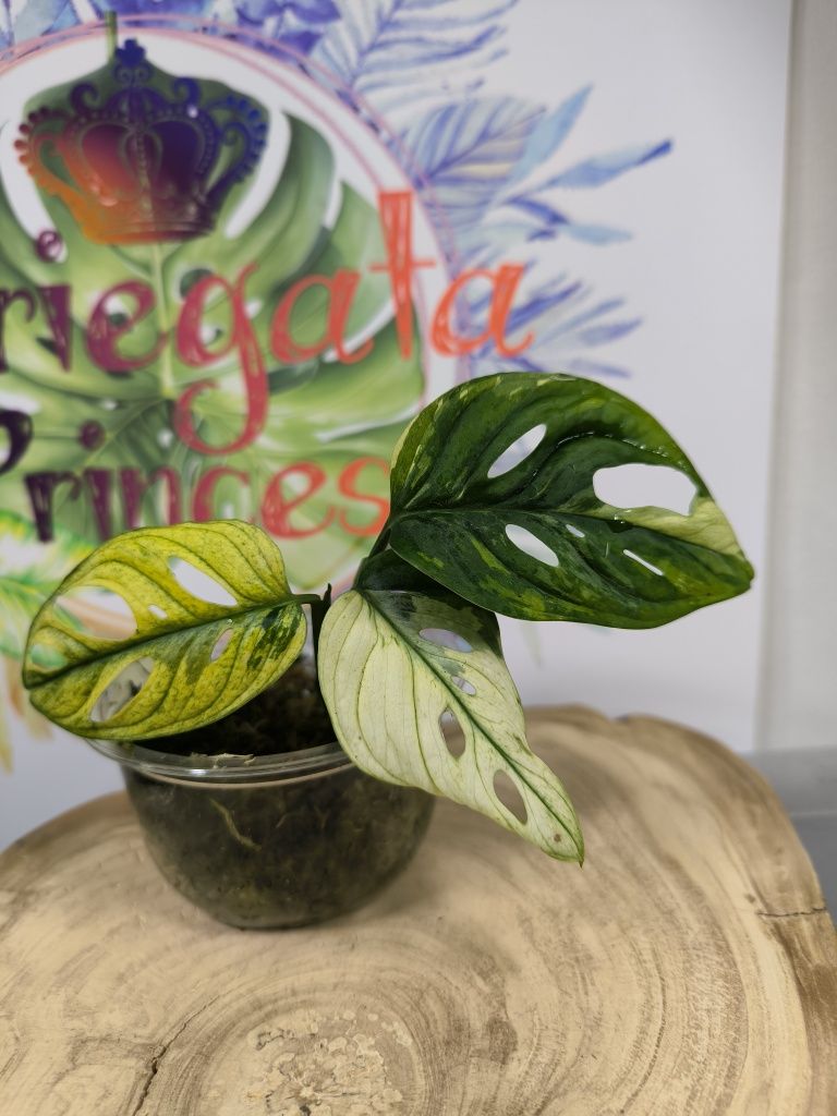 Monstera adansonii variegata aurea monkey mask kolekcjonerska