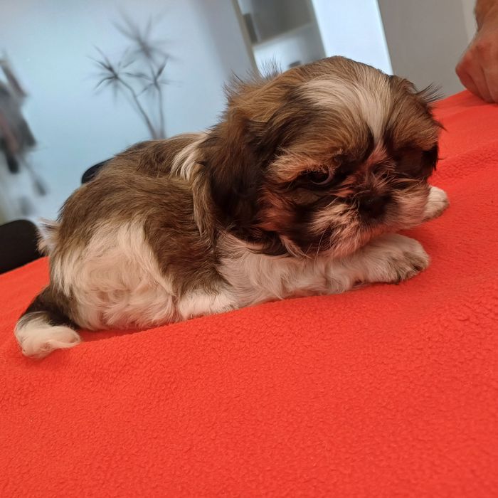 Shih Tzu tricolor