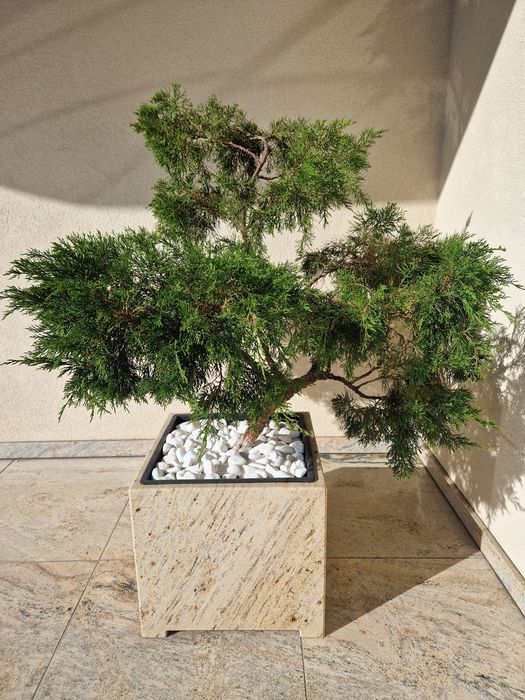 Drzewko ozdobne Bonsai