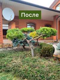 Услуги садовника и уборка территории Одесса