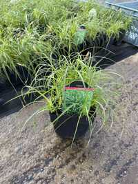 Turzyca wiosenna ‚The Beatles’ carex trawy ozdobne zimozielone