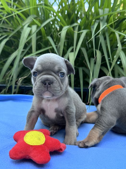 Милі малята французята!Доставка по Україні та за кордон