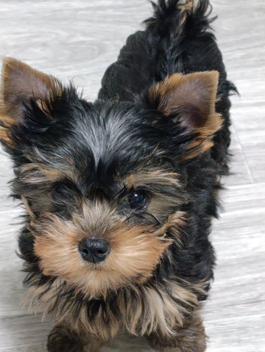 Продаю щенков йоркширского терьера.