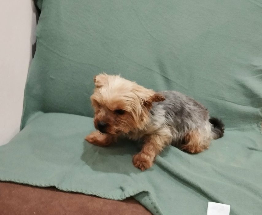 Sprzedam York Terrier