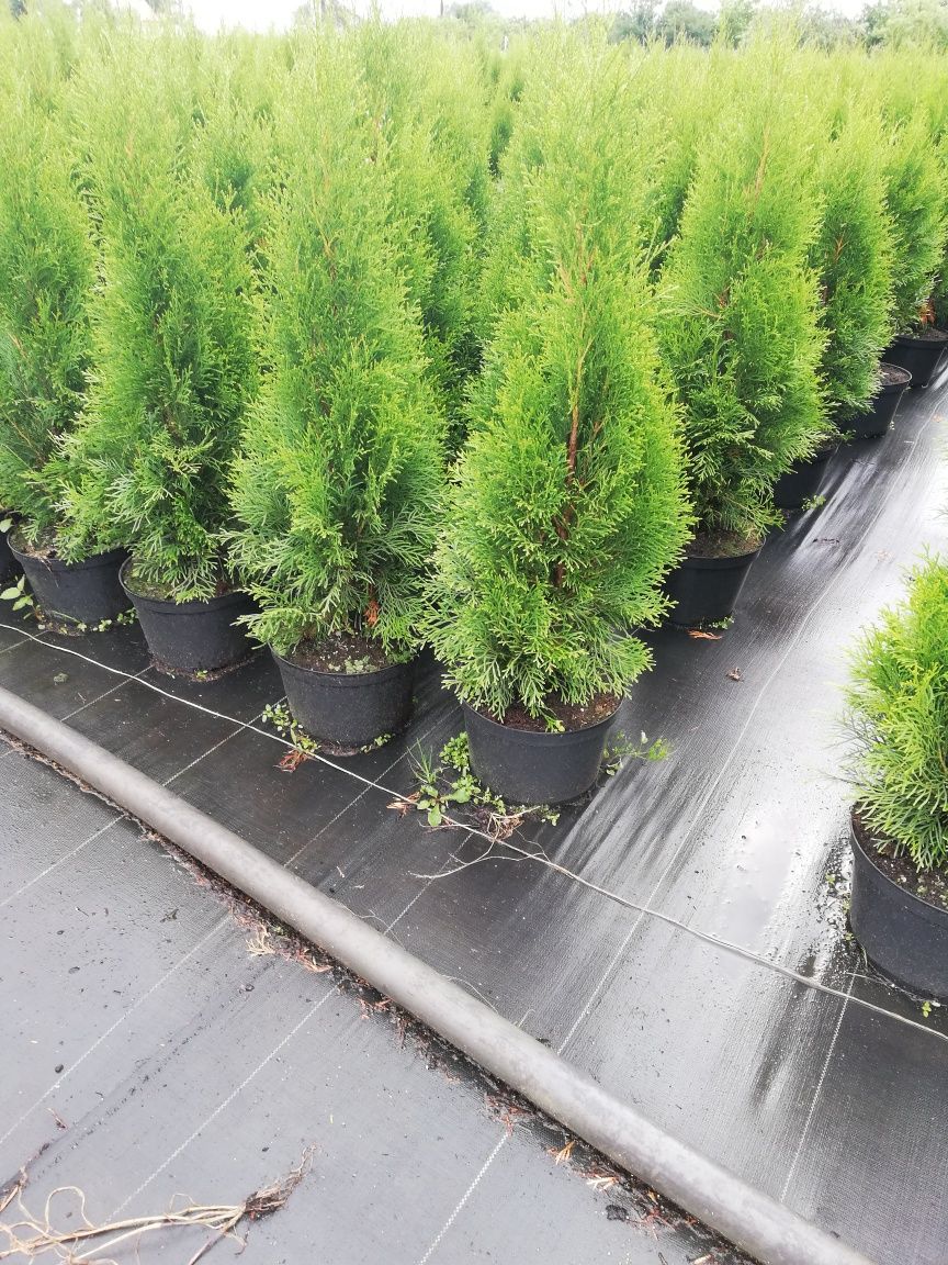 Tuja Thuja szmaragd 100cm Transport do klienta