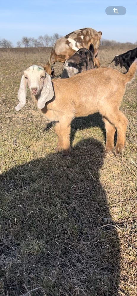 Козочка 96.8% англо-нубийская коза