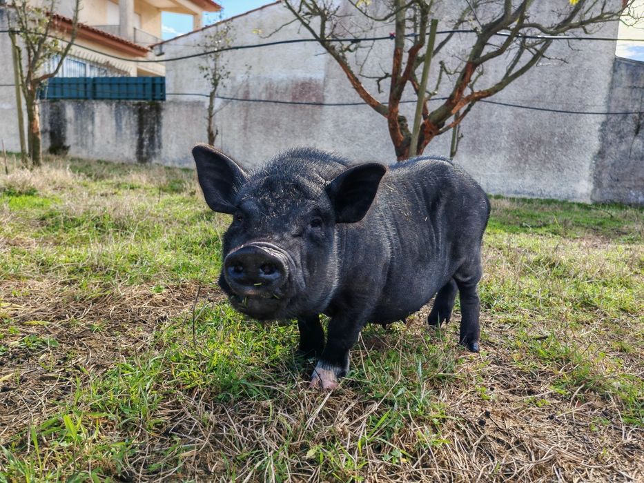 Vendo cabrito anão e porca vietnamita