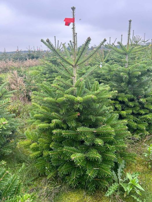 JODLA KAUKASKA !!! 150 - 200 CM! Choinki ! Piękne! Jodła ! Okazja