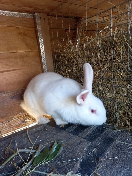 Кролики , кріль, кролі, чистокровні