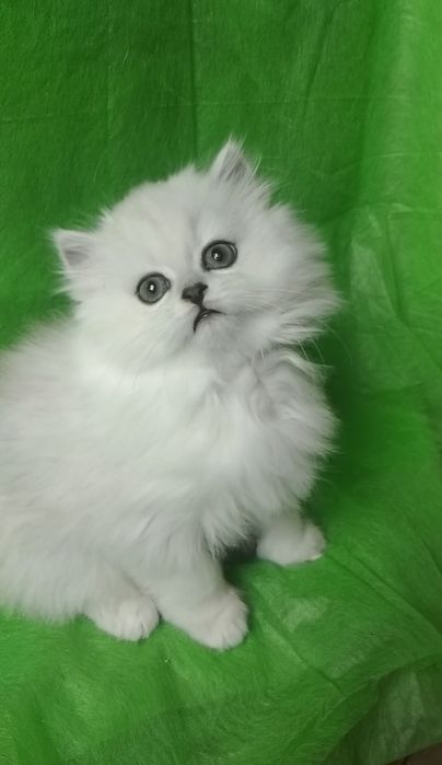 Белый серебристый шиншилла хайленд британский