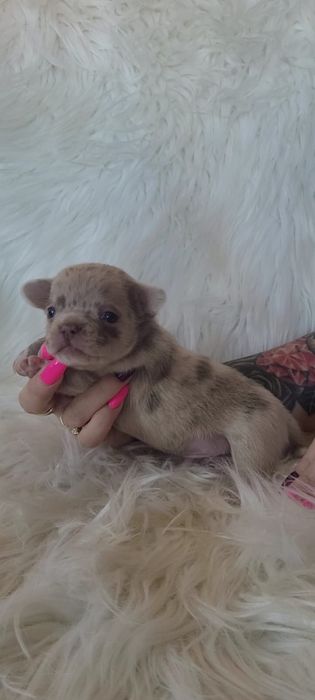 Chihuahua piesek merle