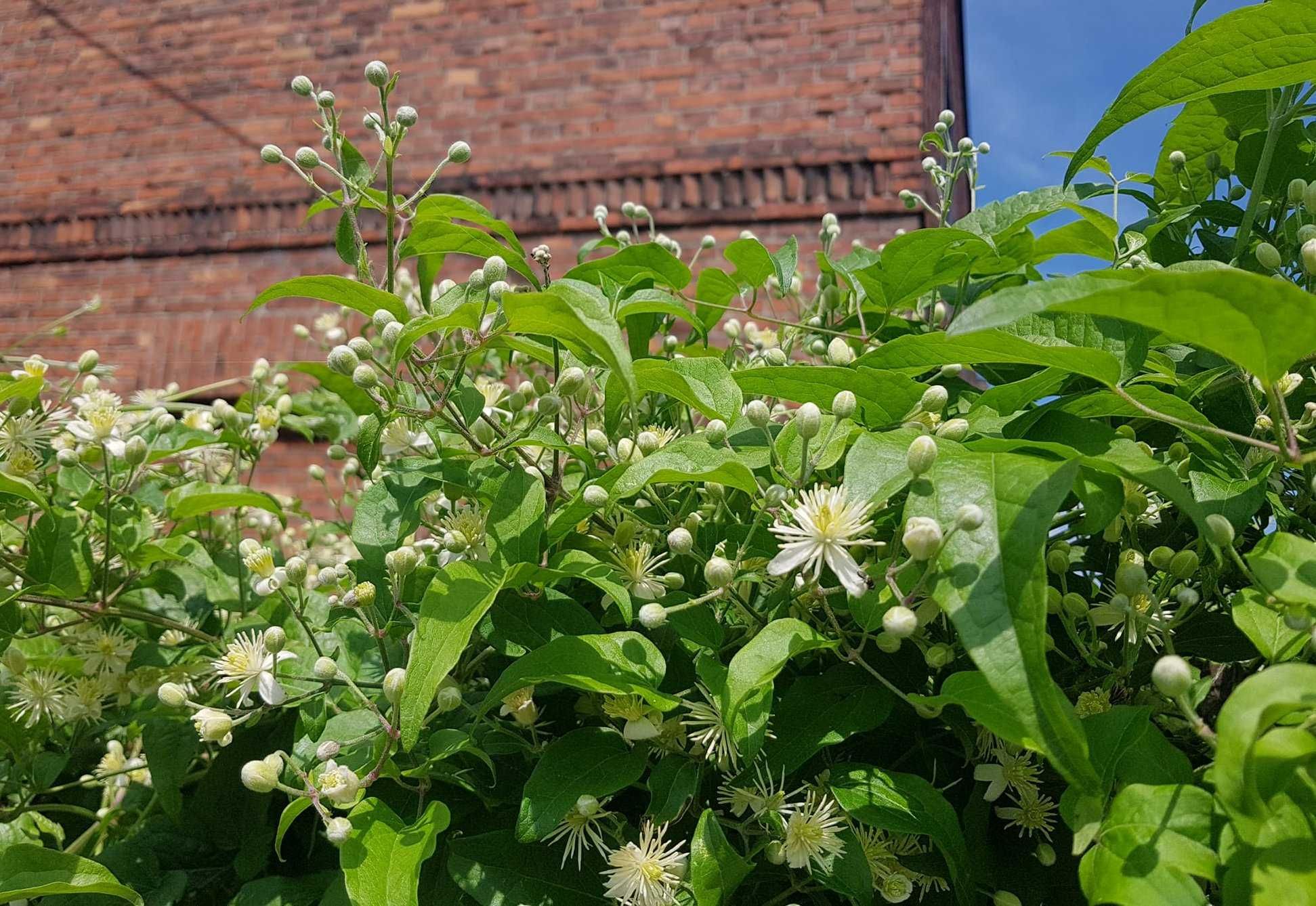 Powojnik bylinowy clematis 2 szt. P9 K10