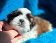 Puchatek Shih Tzu tri-color z rodowodem - zapraszamy