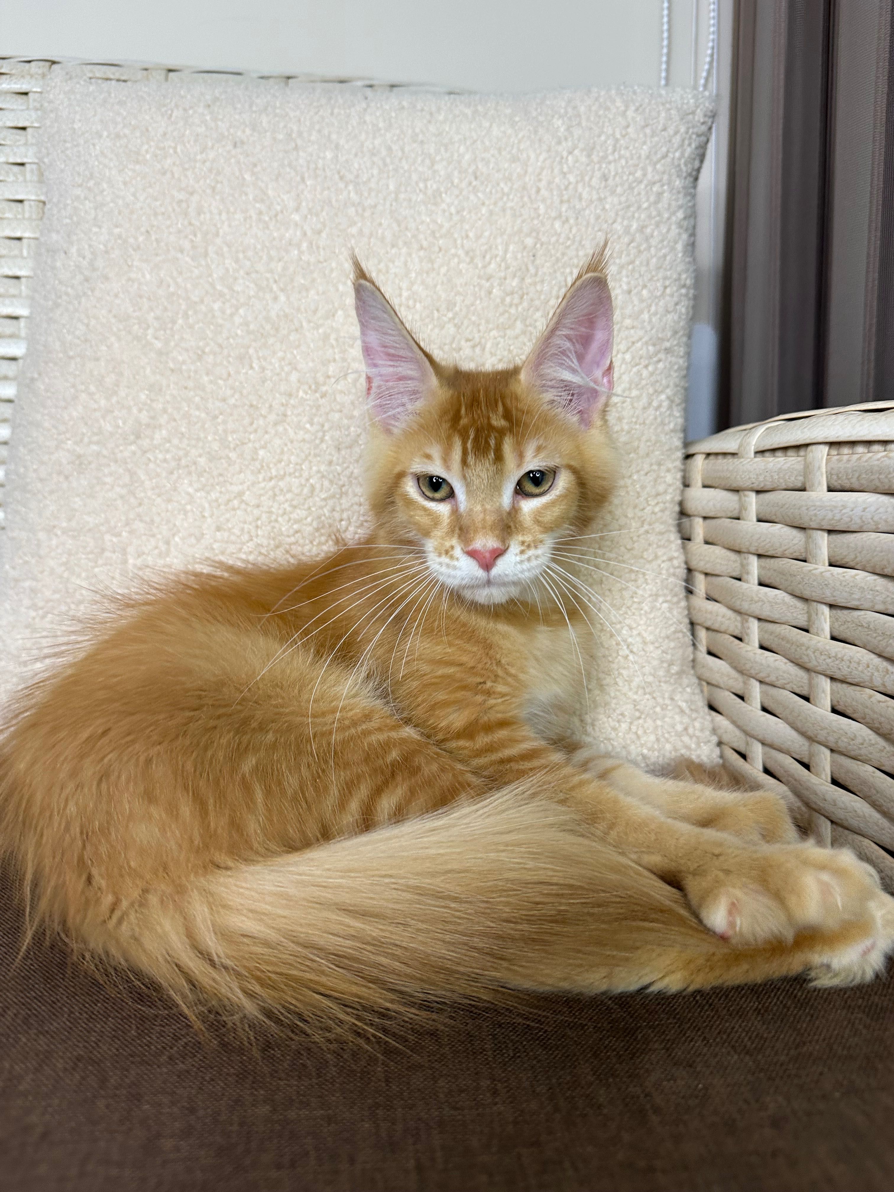 Goodwin-kocurek Maine Coon