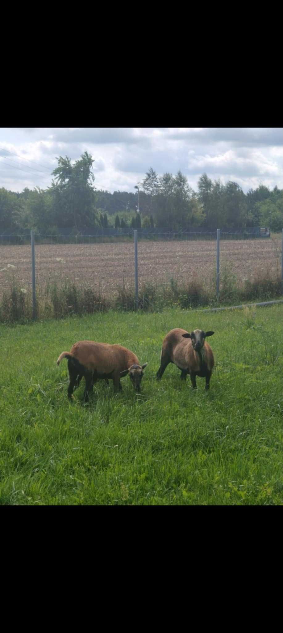 Sprzedam owce kameruńskie