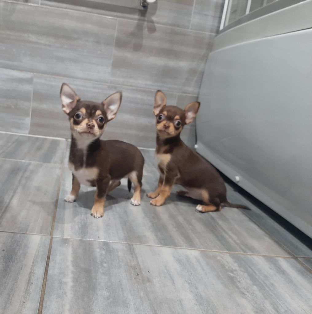Chihuahua chłopak krótkowłosy XS