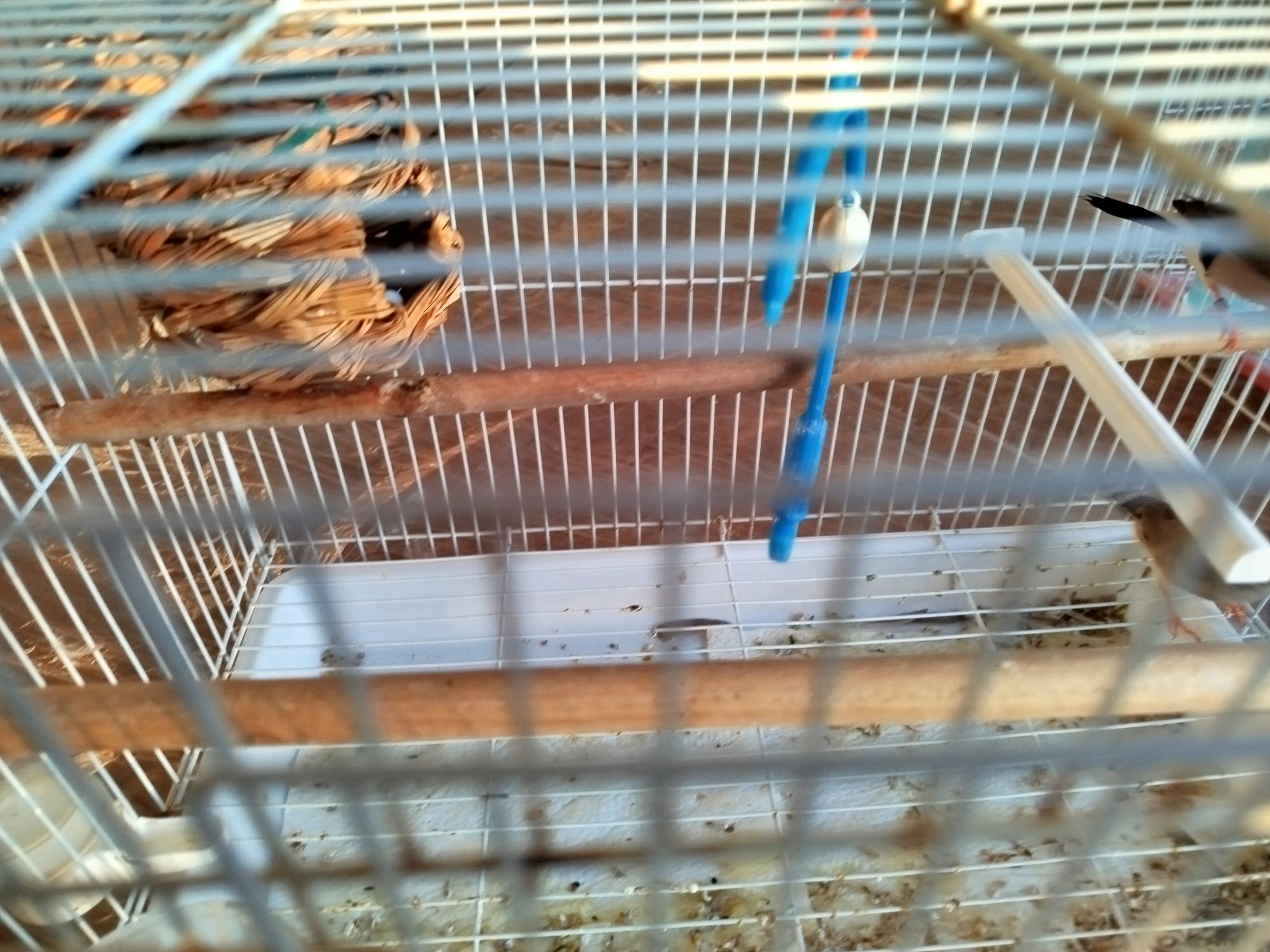 Vendo casais de Mandarins
