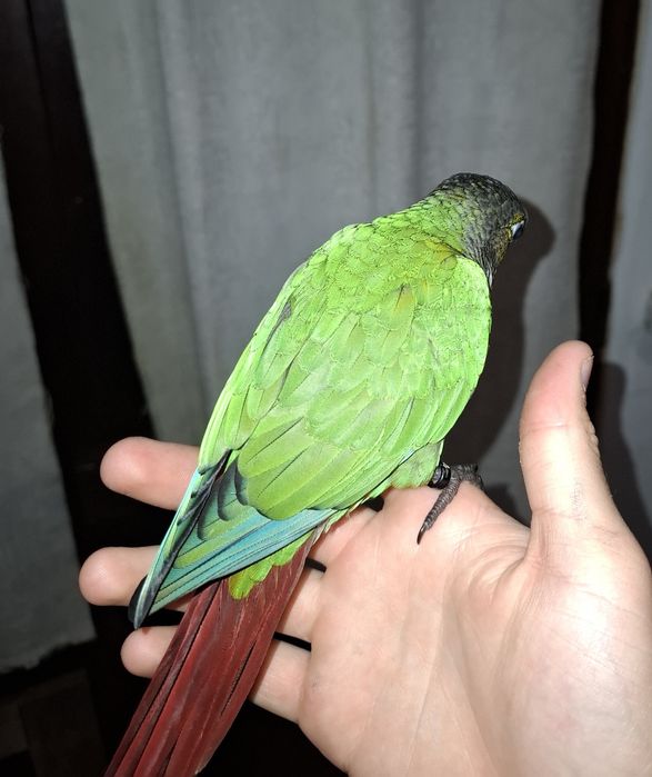 Pyrrhura criada a mão