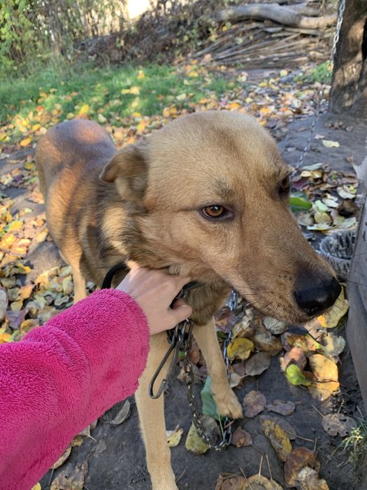 Собака в добрі руки