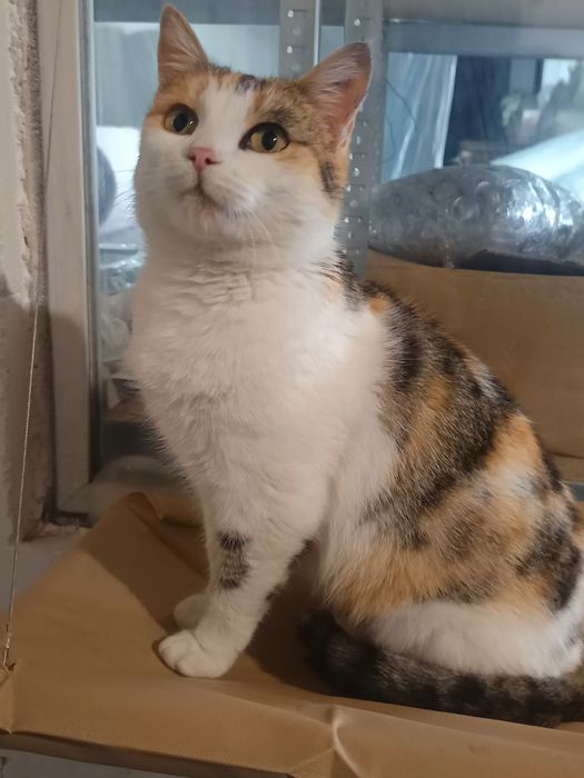 Милка, девочка, 2 годика