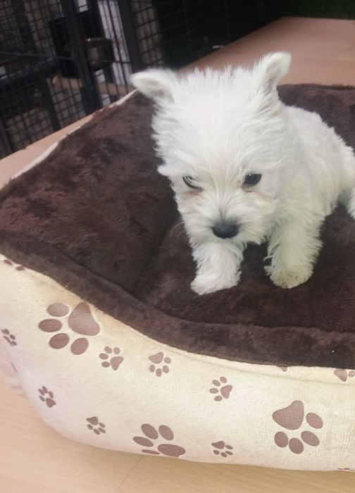 west highland white terrier criado em ambiente familiar disponível par