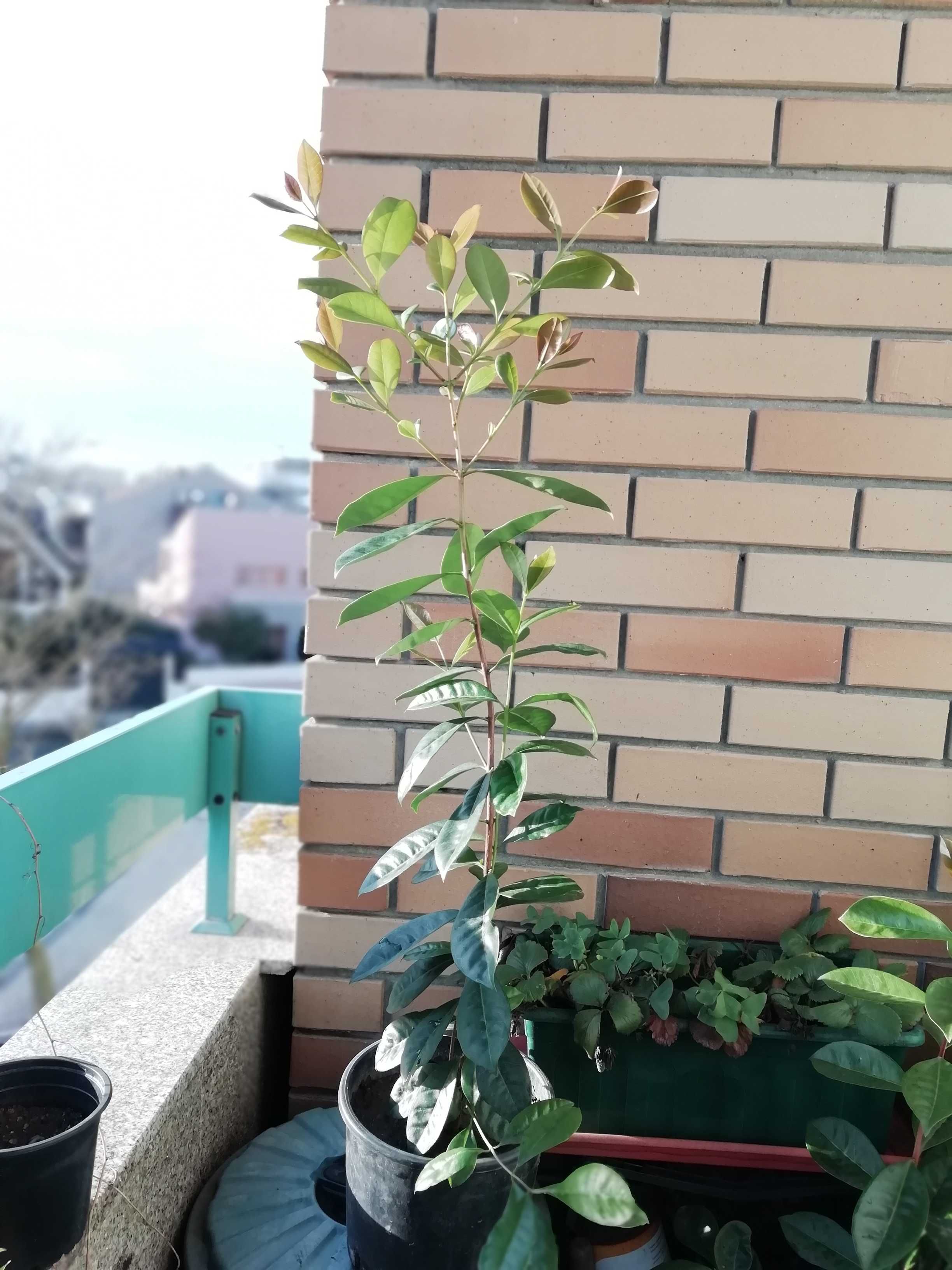 Plantas de araça vermelho