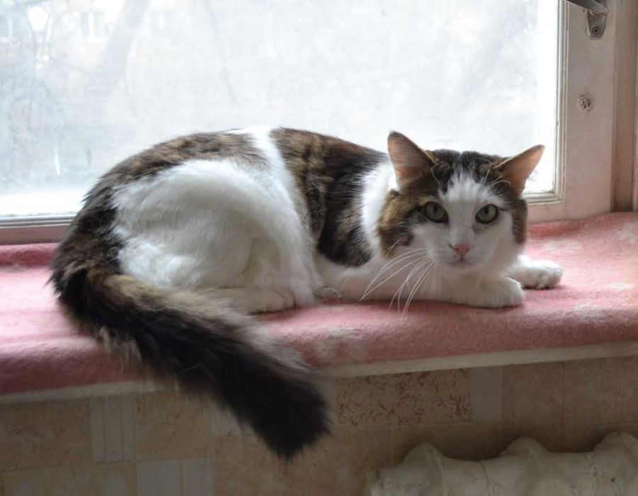 2 симпатичных котика, которые потеряли хозяина, ищут дом!