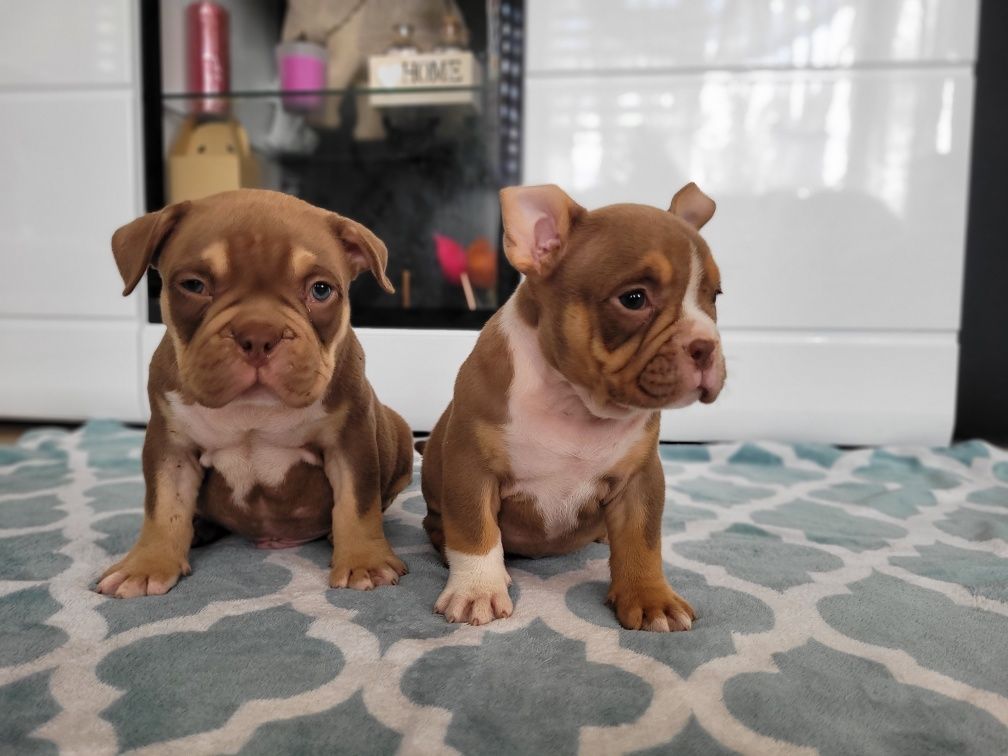 American bully chocolate tricolor pocket