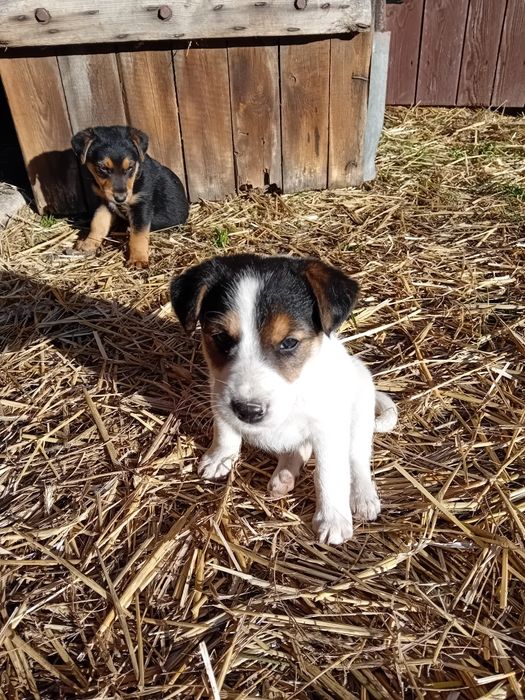 Oddam szczeniaki w dobre ręce