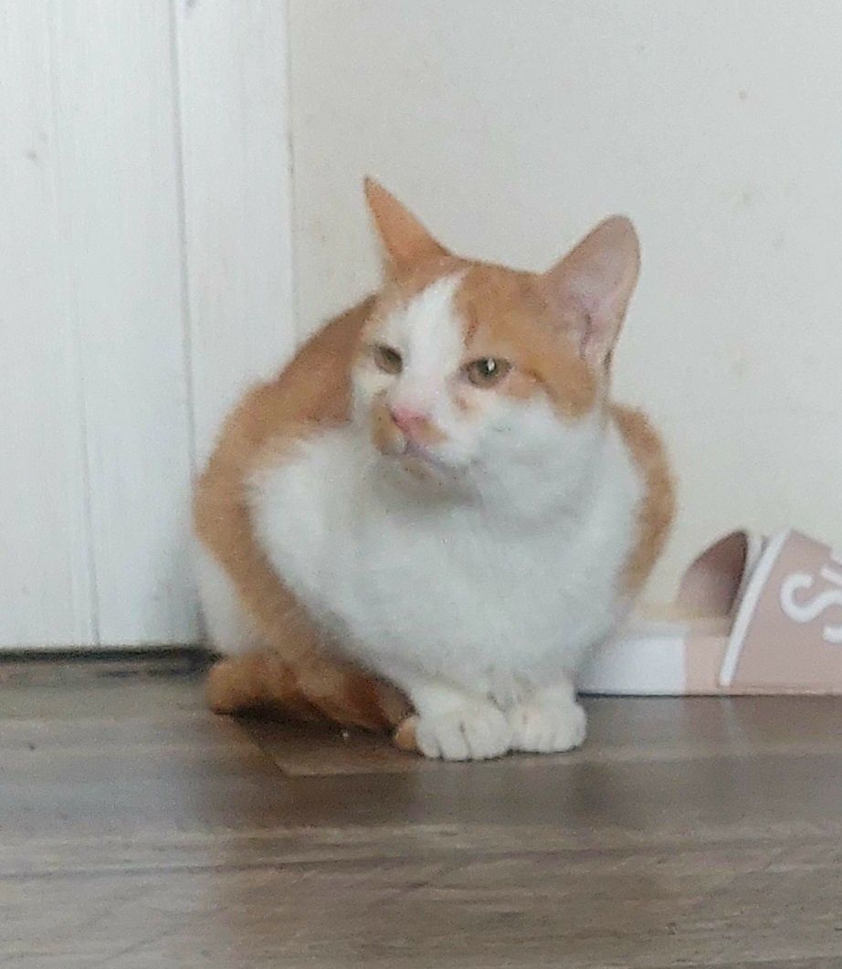 Kevin kot do adopcji