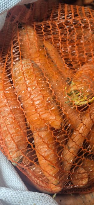 Marchew myta opasowa/paszowa/odpadowa